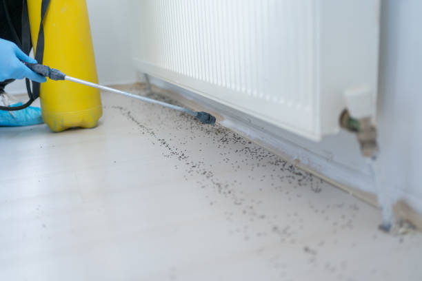 Best Mosquito Control Services  in Sun Prairie, MT