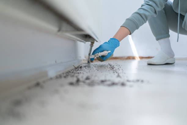 Best Flea Control Services  in Sun Prairie, MT